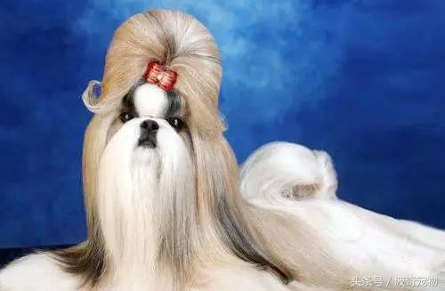 狗狗品种大全图片及简介,狗狗的所有类型品种大全介绍