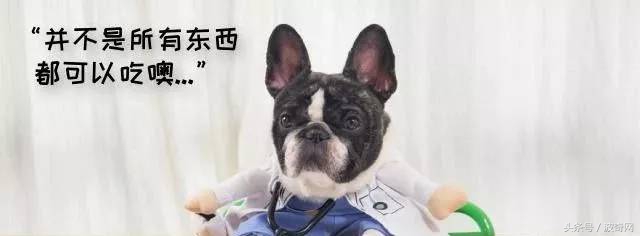 除了吃狗粮狗狗还能吃什么,狗狗能每天喂狗粮加鸡胸肉吗