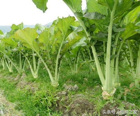餐桌上常见的本土作物是什么,10种常见的粮食作物