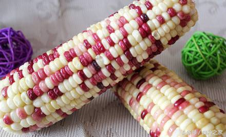 餐桌上常见的本土作物是什么,10种常见的粮食作物