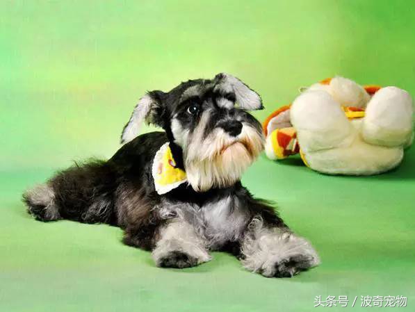 狗狗品种大全图片及简介,狗狗的所有类型品种大全介绍