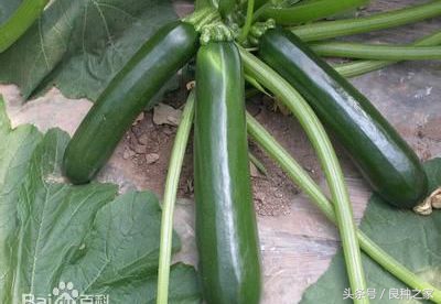 餐桌上常见的本土作物是什么,10种常见的粮食作物