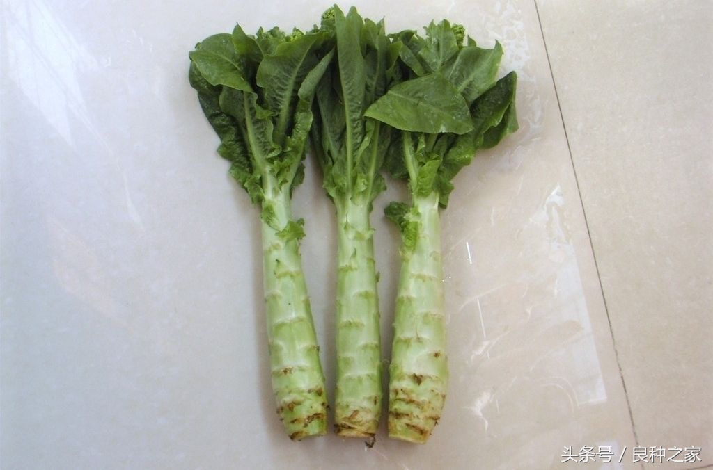 餐桌上常见的本土作物是什么,10种常见的粮食作物