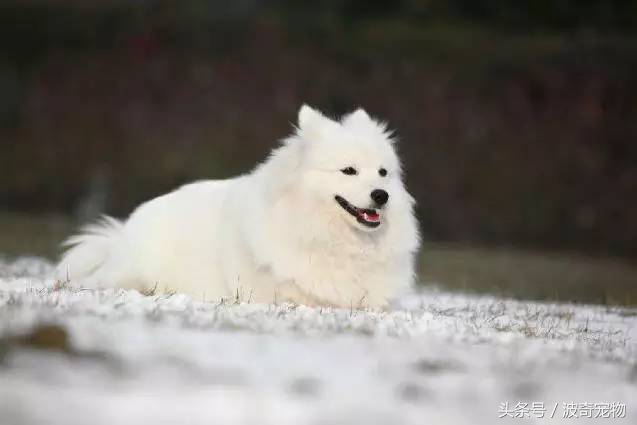 狗狗品种大全带你走进狗狗的世界,狗狗品种大全看看你认识几种