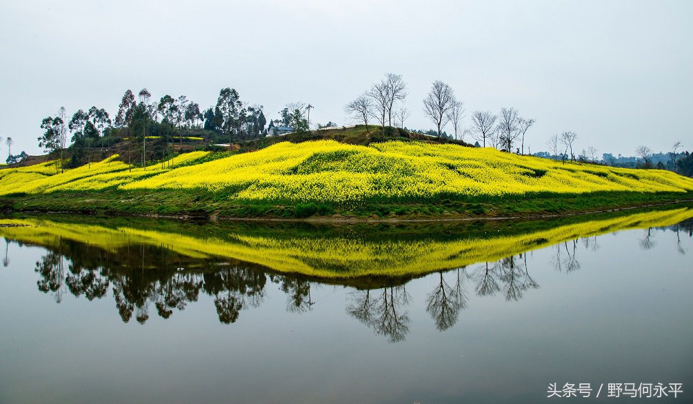 万亩花海醉游人,万亩油菜花海醉游人