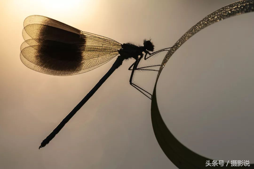 ross璇勬祴,ross娴嬭瘎