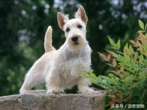 狗狗品种大全图片及简介,狗狗的所有类型品种大全介绍