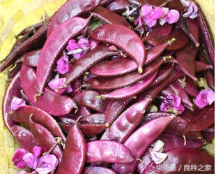 餐桌上常见的本土作物是什么,10种常见的粮食作物