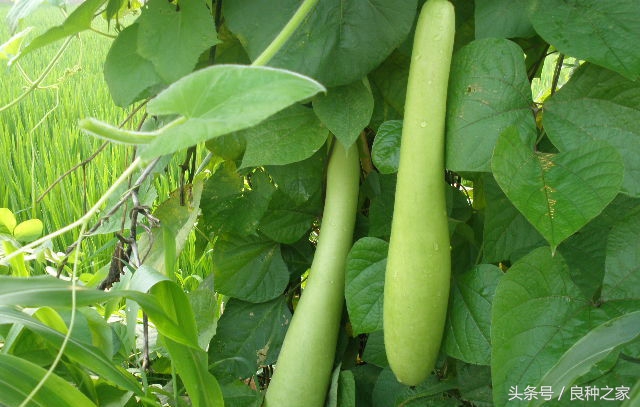 餐桌上常见的本土作物是什么,10种常见的粮食作物
