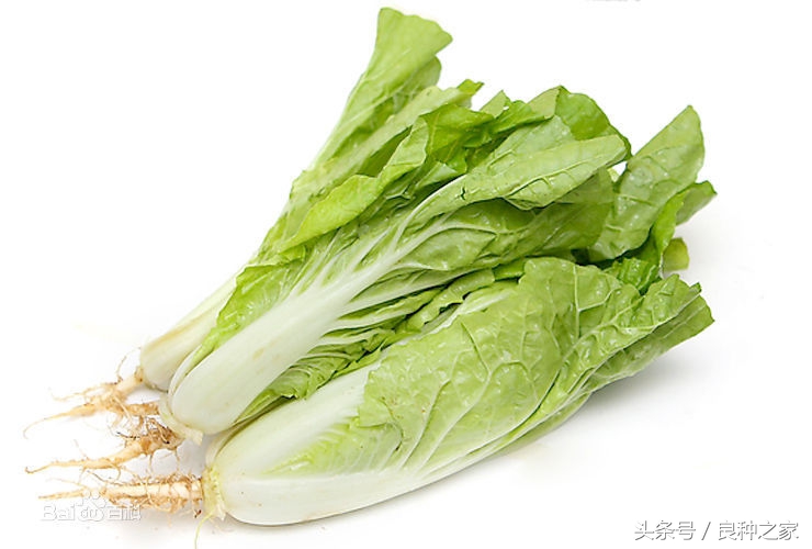 餐桌上常见的本土作物是什么,10种常见的粮食作物