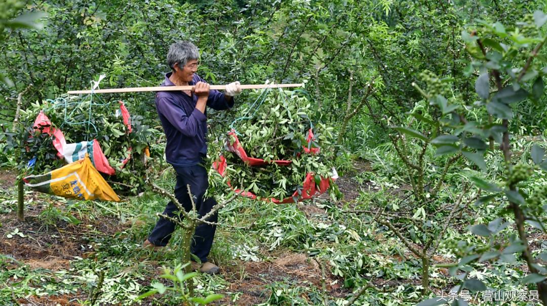 营山县老林镇众鑫泰花椒采摘,营山花椒产业园