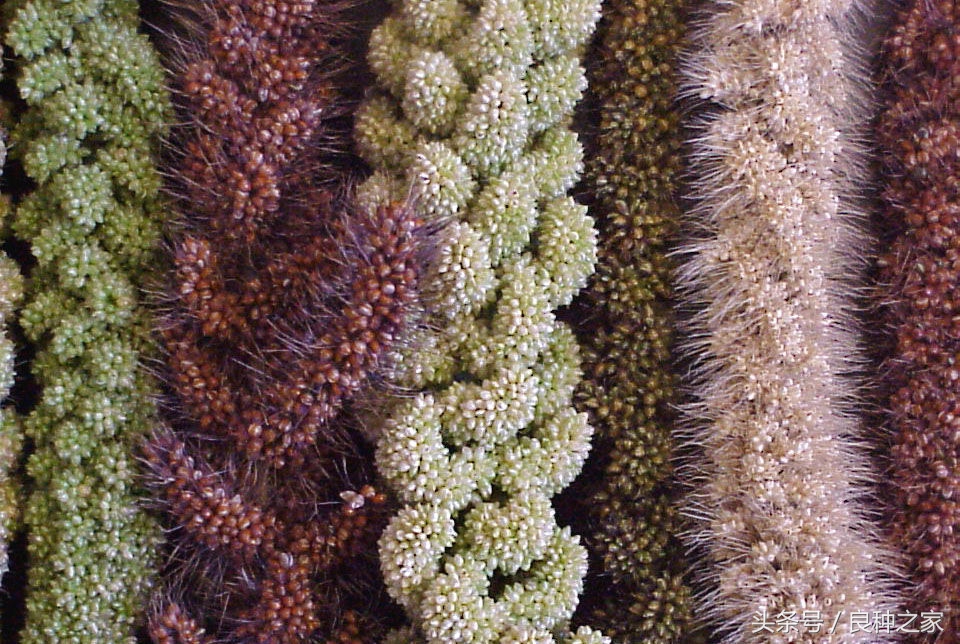 餐桌上常见的本土作物是什么,10种常见的粮食作物