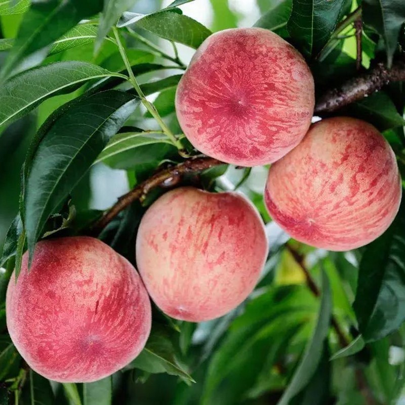 适合院里养十大最吉利树,家中宜种什么吉祥树