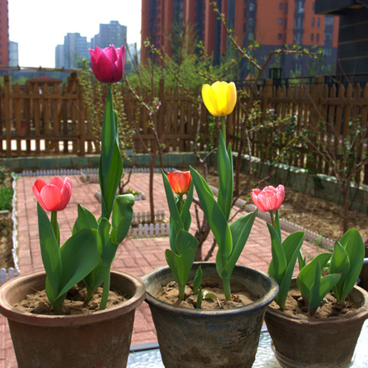 十种毒花不能养,十种大毒花家里经常养