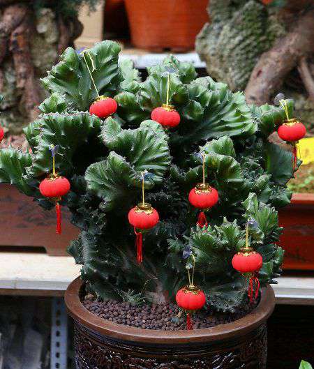 10种家里最旺宅的吉祥之花,10种最旺宅的吉祥之花