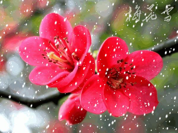 富贵花十种最吉利的花,哪些名花家里好养