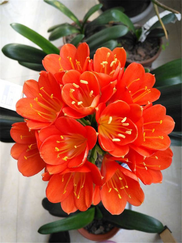 富贵花开什么花最好,花开富贵的花有几种