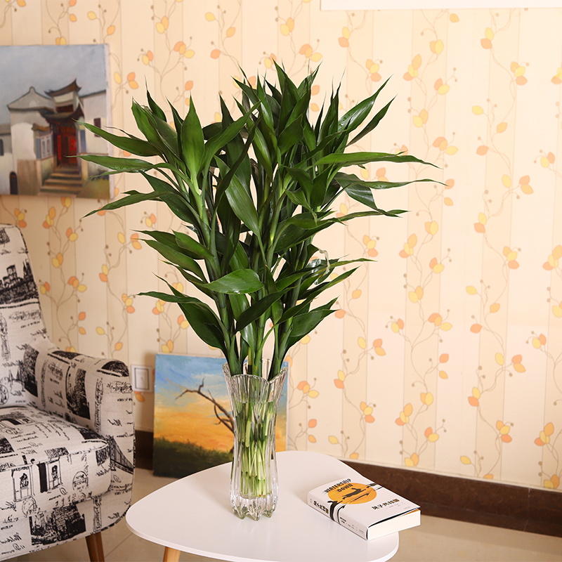 家里养哪五种开的旺宅花,什么花放客厅最旺宅