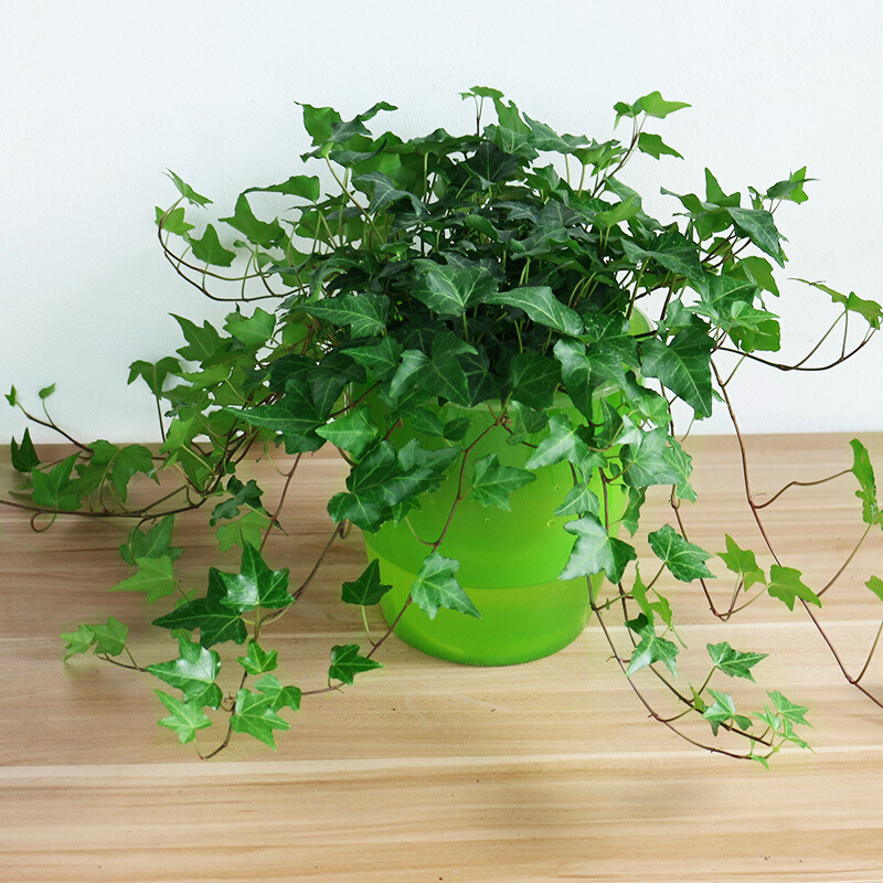 除甲醛最好的10种花,养什么花除甲醛最好