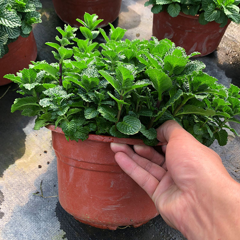 驱蚊抗寒最强的花卉,驱蚊最厉害的花盆栽