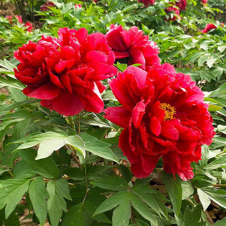 家里养的富贵花让你养几年才会开,客厅富贵花大全