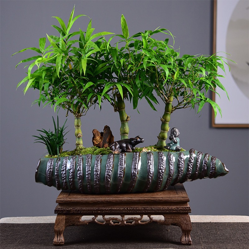 越养越吉利的三种花有哪些,家里养的吉利花有哪些