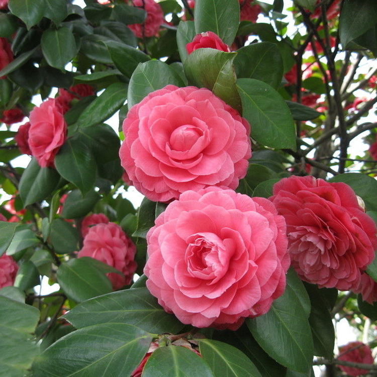 6种花旺财又养人,6种花养人又镇宅