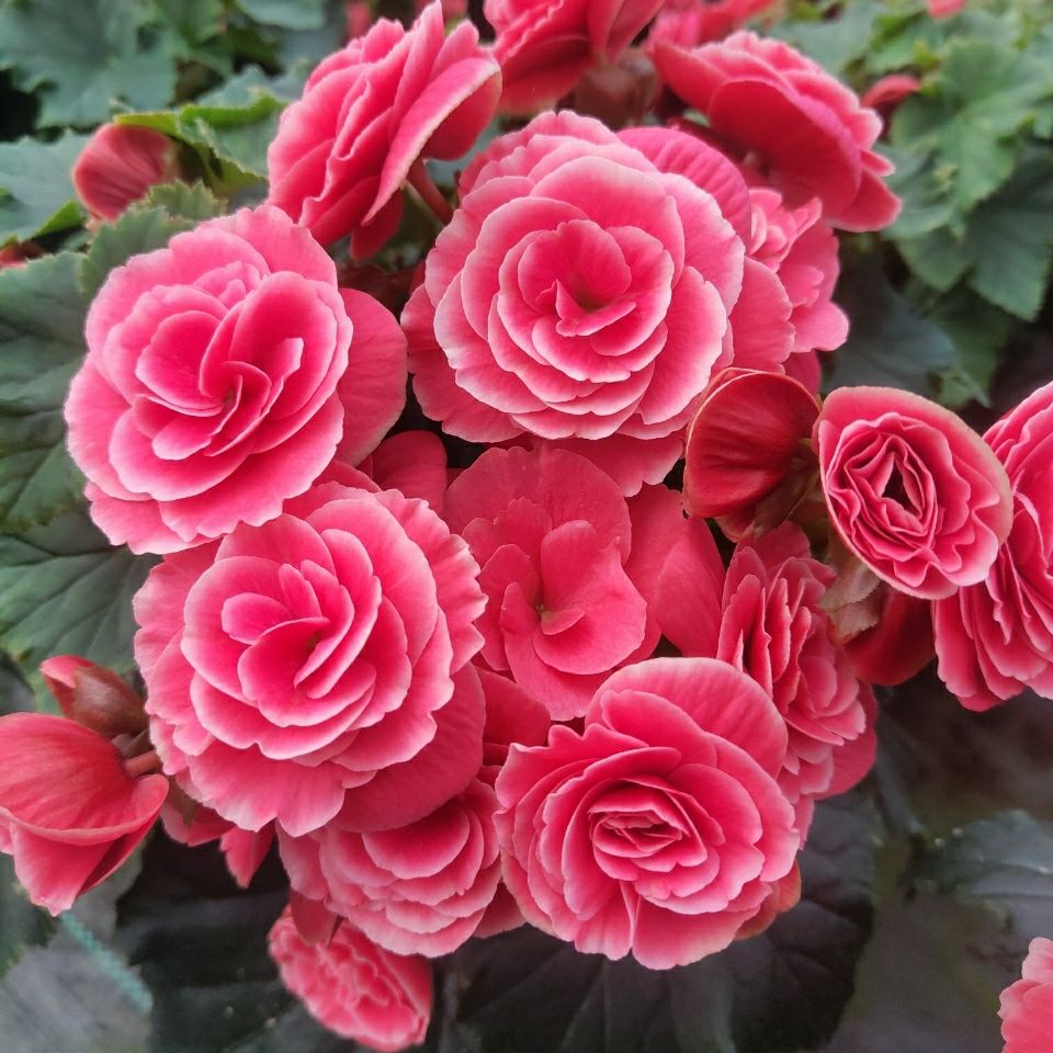 什么样的花好养又耐活,哪些花坑人