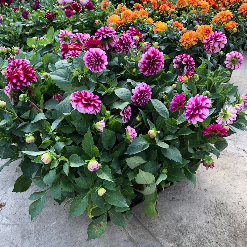 养花得了蚜虫蚧壳虫小黑飞,水里“加点它”,统统“灭干净”