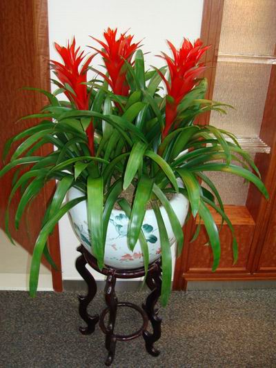 家里的花别瞎养5种招财开运花,室内放什么花转运