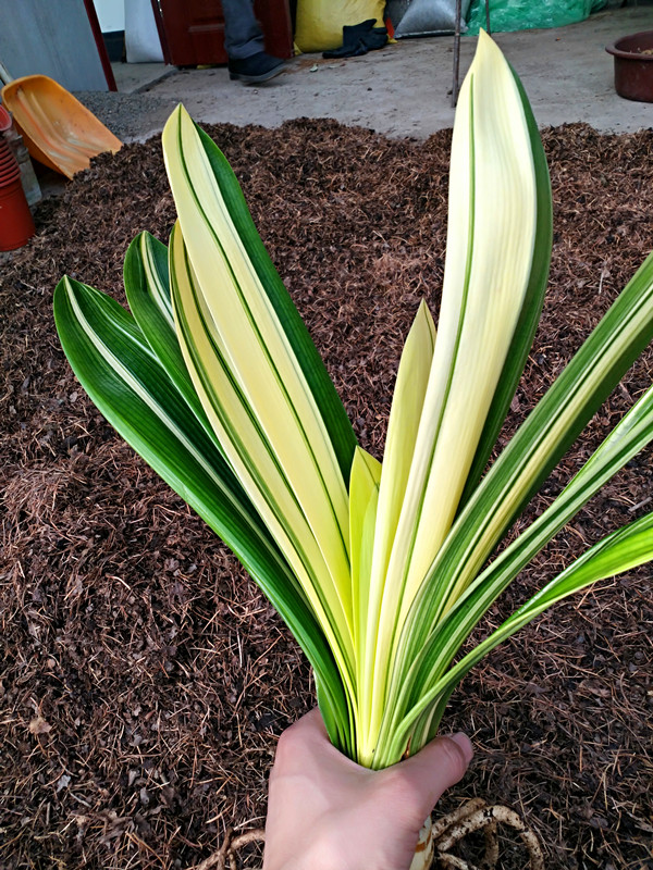 君子兰怎么养才能长得快又茂盛,君子兰怎样才能养出精品