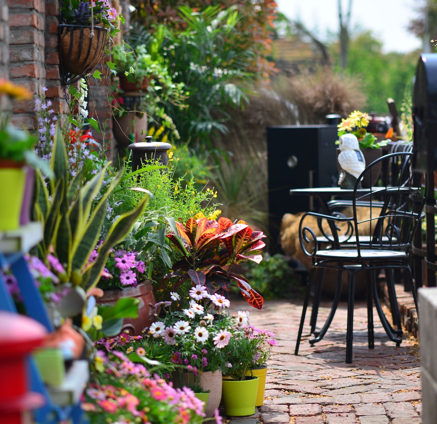 室内养什么花晚上释放氧气,房间养什么花好睡眠