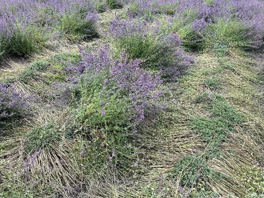 川西小环线4–5天自驾攻略,我的旅行日记川西自驾游