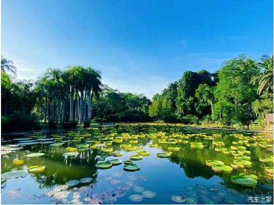 西双版纳星光夜市附近有没有景点,西双版纳热带雨林值得去吗