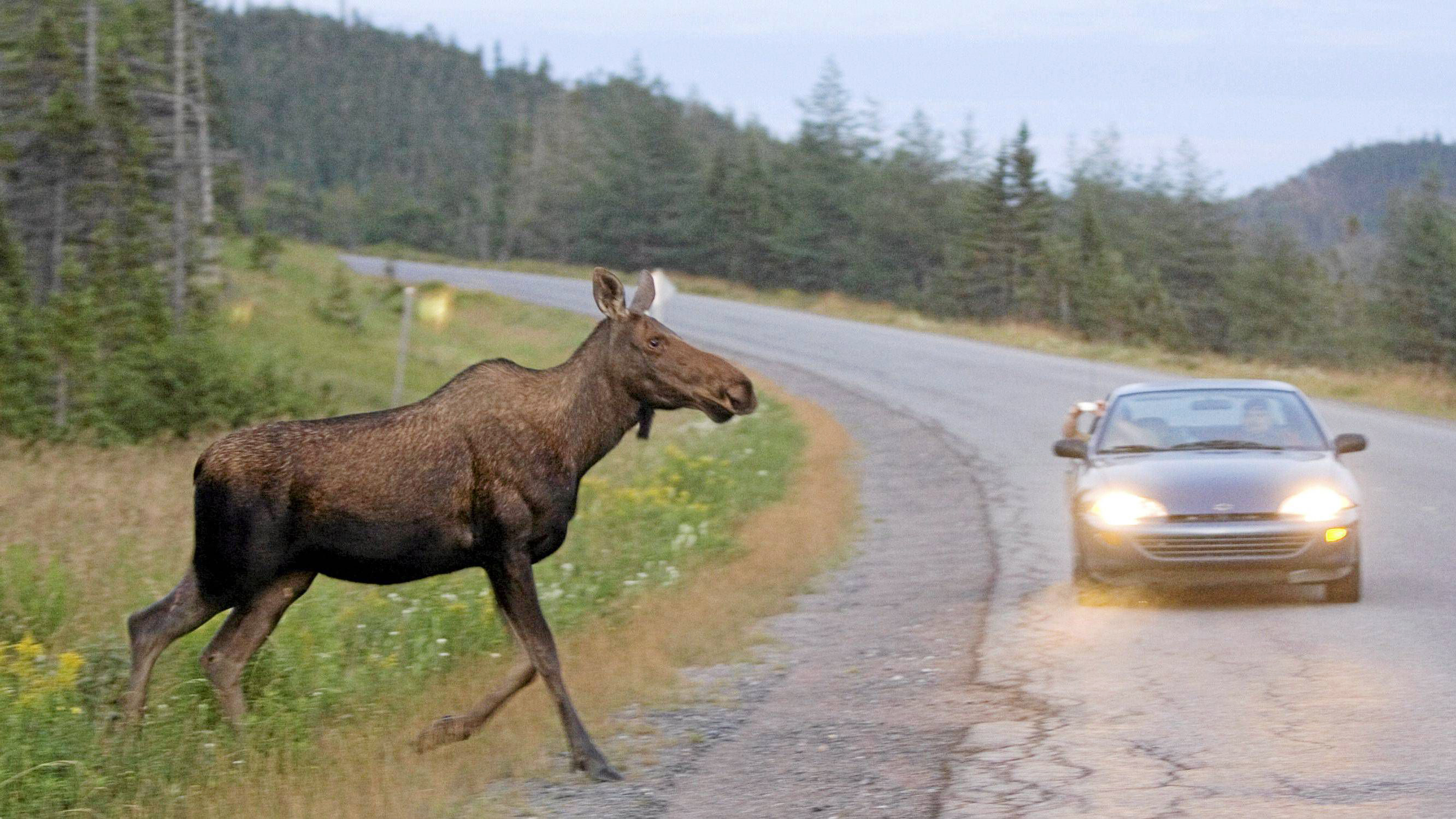 谢大脚出车祸是当场死亡吗,谢大脚车祸身亡是怎么回事