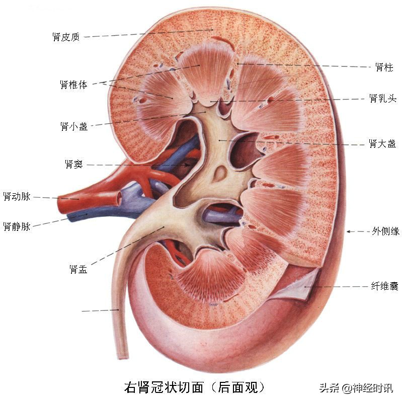 肾脏输尿管膀胱前列腺结构,肾输尿管膀胱解剖示意图