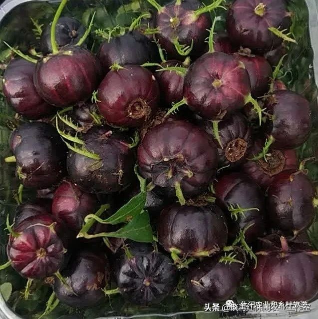 红果参的种植技术与市场前景,水果红果参的功效与作用