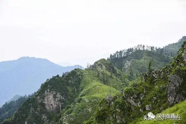 探秘汉中,汉中一村子窜入野生羚牛