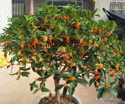 桂花盆栽如何施肥,盆栽桂花什么时候施肥