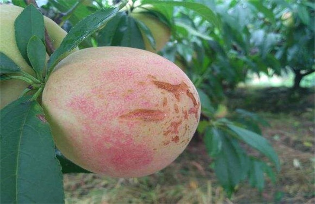 孙悟空偷吃蟠桃的表现,孙悟空偷吃蟠桃总结