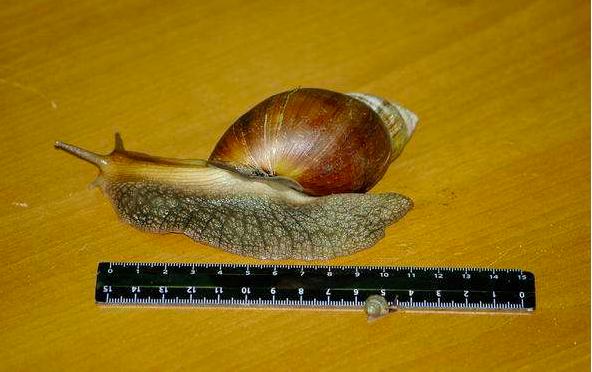 中国吃货都征服不了的非洲大蜗牛，它们是如何入侵中国的？