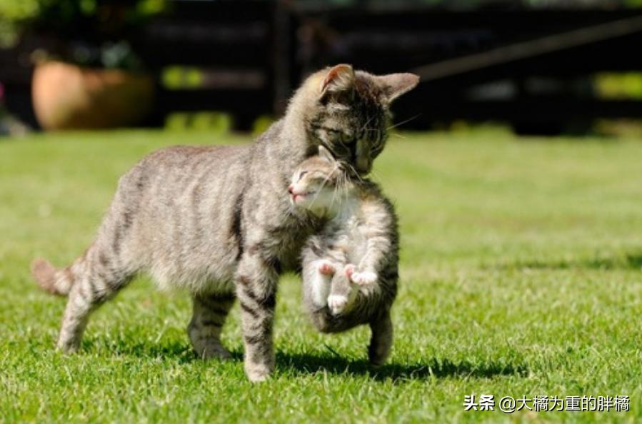 抓住猫脖子后果,抓住猫脖子为啥会蹬脚