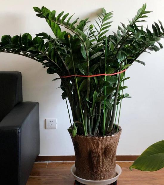 养金钱树做好5点，植株不停窜新芽，金钱叶一串串，油绿又繁茂