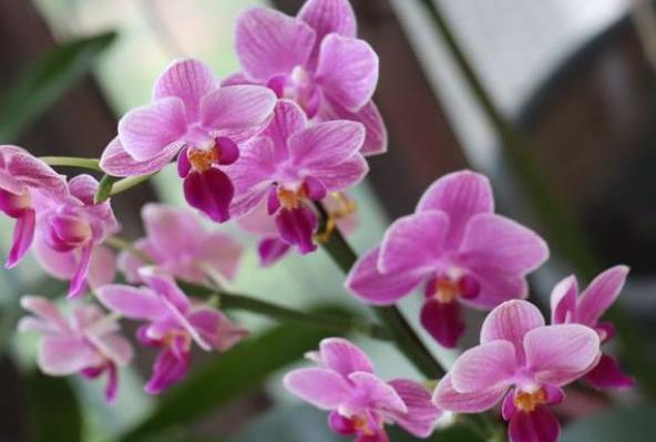 养蝴蝶兰的技巧和注意事项,养蝴蝶兰的方法和注意事项