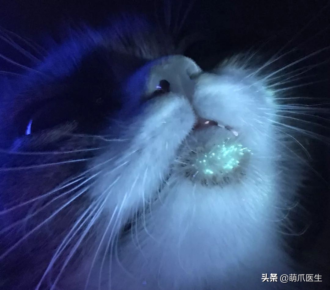 猫咪居然“长黑头”！？是家里太脏了吗！