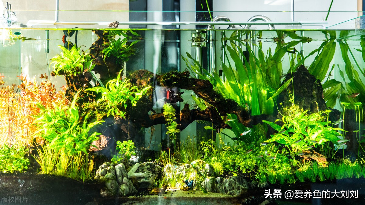 鱼缸紫外线杀菌灯有效范围,鱼缸水发绿用uv杀菌灯多久见效