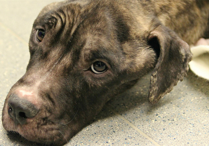 狗狗流鼻血是什么病的前兆,狗狗鼻口有白色浓鼻涕是怎么回事