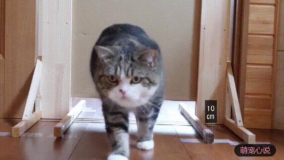 猫到底是不是用液体做的,猫咪到底是固体还是液体呢