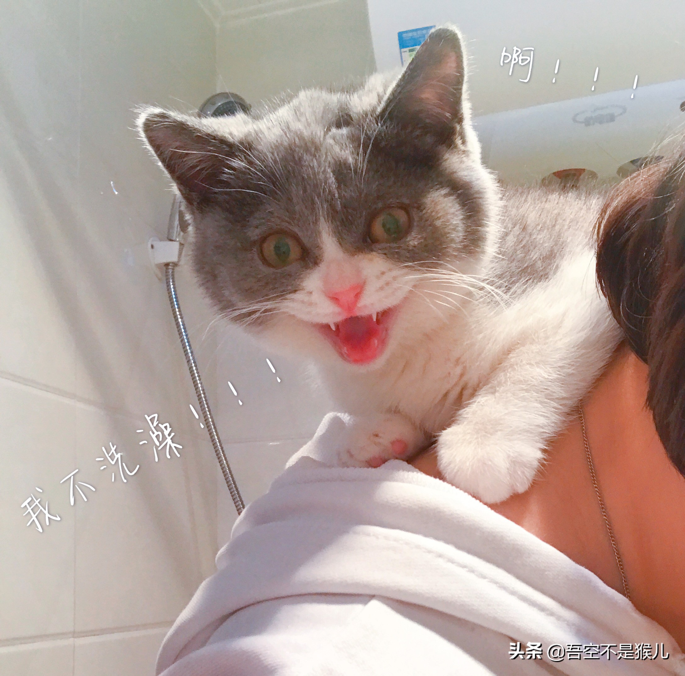 铲屎官害怕猫咪怎么办,铲屎官怕猫咬手指怎么办