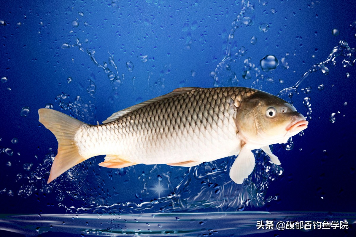 鲤鱼最喜欢吃什么小鱼,鲤鱼最喜欢吃什么植物